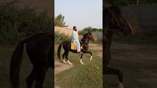 Most beautiful chalbaz Desi horse of Pakistan