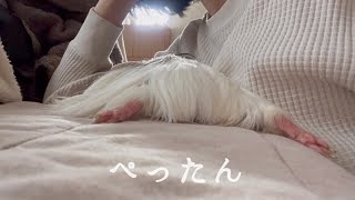 溶けたモルモット　Molten Guinea Pig