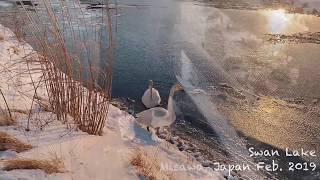 Swan Lake in Misawa, Japan