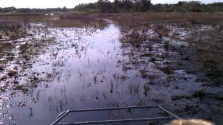 Airboating in Hernando