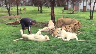 Tiger Save Zookeeper From Leopard Attack !!