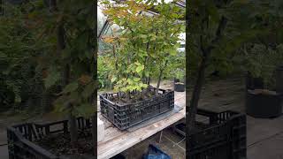 Iv Created A Large Unique Textured Bonsai Pot For My HornBeam Forest Project. Running total £0+🕰