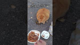 食欲旺盛のおデブ猫#shorts