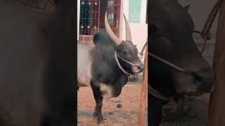 பெரிய கொம்பு காளை # #jallikattu #trendingshorts #shorts