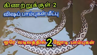 ஒரே வடிவத்தில் 2 |ஜோடியாக| இருந்த பாம்புகள் கிணற்றுக்குள் விஷப் பாம்புகள் மீட்பு.