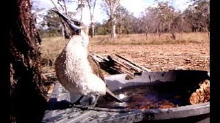 Little friarbird