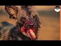 Wild Dogs Tears Apart Their Preys mercilessly