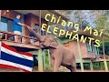 Full Day With Elephants in Thailand | Chiang Mai Elephant Friends