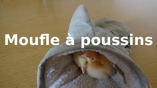 Nos poussins dorment dans une moufle