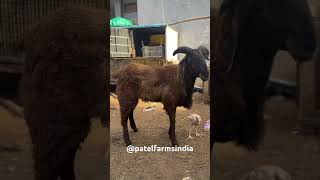 Unique telangana sheep at  patels farm#patelfarmsindia ❤️‍🔥