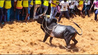 50 காளைகளின் சிறந்த ஆட்டங்கள், 2024 ஜல்லிக்கட்டு, 2024 JALLIKKATTU HILIGHTS