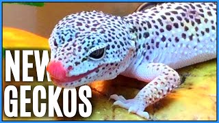 New Leopard Geckos 2020 - Setting Up & Buying New Leopard Geckos for my Breeding Project