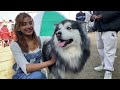 dog show nepal