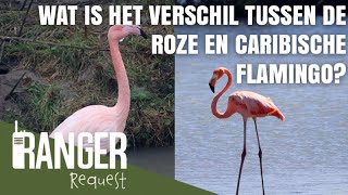 WAT IS HET VERSCHIL TUSSEN DE ROZE EN CARIBISCHE FLAMINGO | Ranger Request