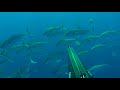 spearfishing corfu great amberjack