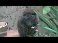 mealtime for black lemurs in the aye aye forest ueno zoo tokyo