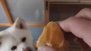 【秋田犬ゆうき】仏壇にお供えしていたパンはきちんとお皿に乗せて食べる【akita dog】