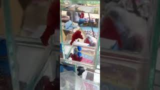 Pallavaram friday market || Just visit || part 3 || aquarium fish #shorts #youtube