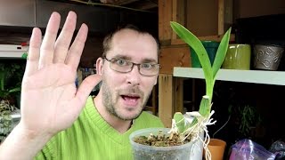 Kool Log - Planting a Sad Oncidium \