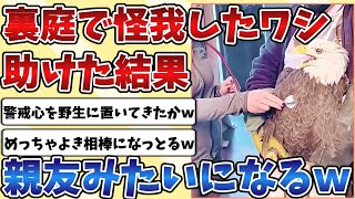 【2ch動物スレ】裏庭で怪我をしている『ワシ』を発見し、救った結果めちゃくちゃ懐かれて親友みたいな関係にｗｗｗ