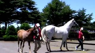 マンハッタンスカイ産駒当歳馬と母ノーザンジュン