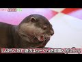 【カワウソエリア】氷・水遊び編♡カワウソが初めてパンダを見た反応が可愛すぎたｗ