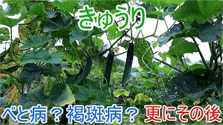 きゅうり　べと病？褐斑病？が出てしまいましたの更にその後21/8/14