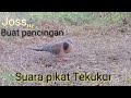 Suara pikat Tekukur,,, buat pancingan...joss