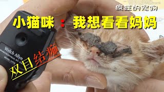 渴望光明的小猫咪，从出生就因双目结痂失明，找不到猫妈妈