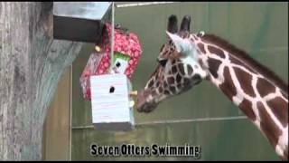 Day 11 of the 12 Days of Christmas, Zoo Style...Giraffes