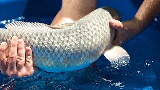 Skin Mutation in Koi from Radiation? 4/4