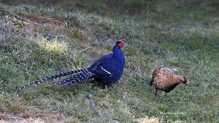 帝雉繁殖期的求偶行為/Mikado Pheasant Courtship Behaviour