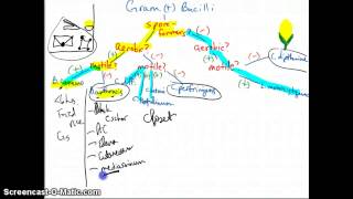 #4m Gram Positive Bacilli (Rods) and Filaments