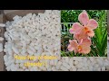 unboxing my birthday orchids from sunset valley orchids and motes orchids.