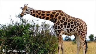 Watching Nubian Giraffes On A Game Drive In Uganda.