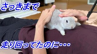 子ウサギがお腹の上で動かない