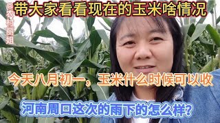 河南周口农村玉米什么时候可以收带大家去地里看看，啥情况