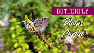 Plains Cupid Butterfly (Lycaenidae - Chilades pandava)