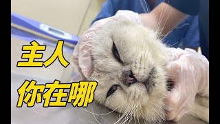 我们救助了许多猫咪，不禁发问品种猫也会被抛弃吗？