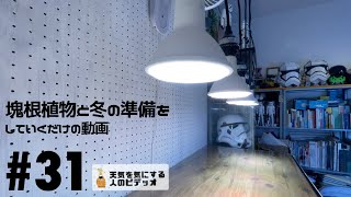 【塊根植物/多肉植物】#31 - 塊根植物と冬の準備をしていくだけの動画【コーデックス】