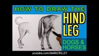 How to Draw the HIND LEG: Dogs & Horses
