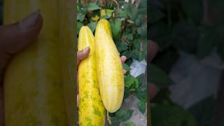 Yellow Cucumber🥰...rare vareity #shortsvideo #gardeningvideos #fruit #mygarden