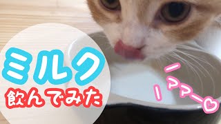 生後２ヶ月の子猫にミルクをあげたら、意外な反応が！？【スコティッシュフォールド】