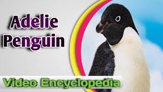 Adélie Penguin - Video Encyclopedia