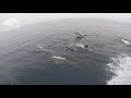 amazing footage of a super pod of dolphins swimming and jumping off the coast of galicia nw spain