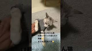 #18歳おじいちゃん猫#猫のいる暮らし#ねこ動画#猫#猫動画#ねこ#cat#サバトラ猫#高齢猫