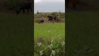 #buffalo grazing#video #animals #sorts #trending #viralvideo #farming #funny #vlog #virals# buffalo