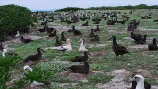 Kure Atoll Papahānaumokuākea Marine National Monument