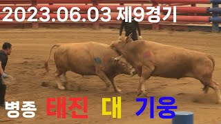 청도소싸움 2023.06.03 제9경기 병종  태진 / 기웅