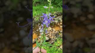 The Tall bellflower, Campanulastrum americanum at giant city state park.